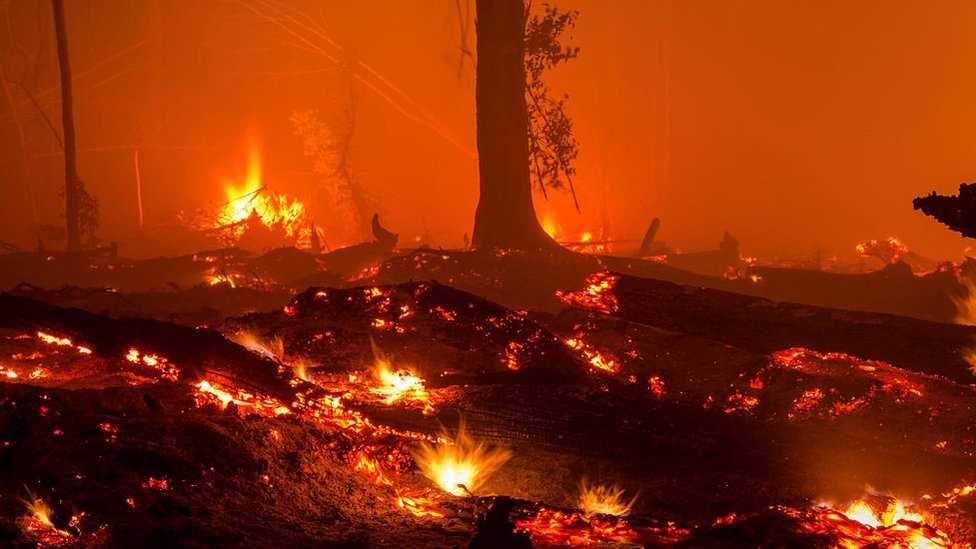 Peran DLH Kalimantan Tengah dalam Menekan Deforestasi dan Kebakaran Hutan